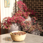 Vegan Friendly Popup Belly Basket Medium Natural