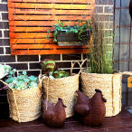 Vegan Friendly Seagrass Cylinder Seagrass Baskets in a Set of 3