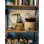 Vegan Friendly Small Seagrass Planter Baskets in a Set of 3
