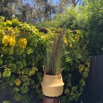 Vegan Friendly Popup Belly Basket Medium Natural